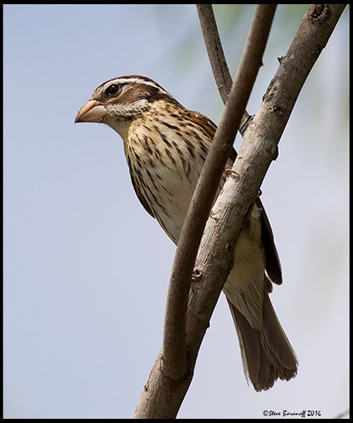 _6SB0856 rose-breasted grosbeak female.jpg